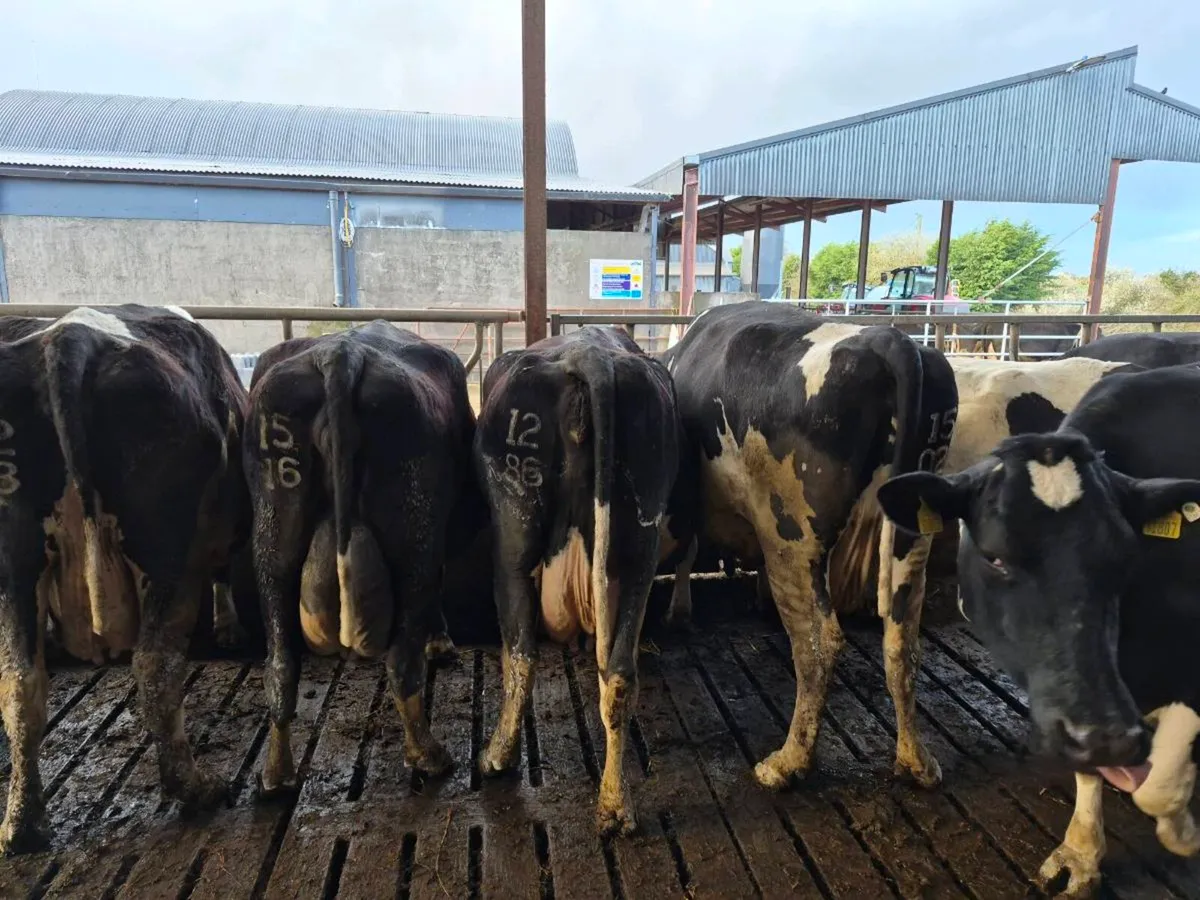 Incalf ciws - Image 4