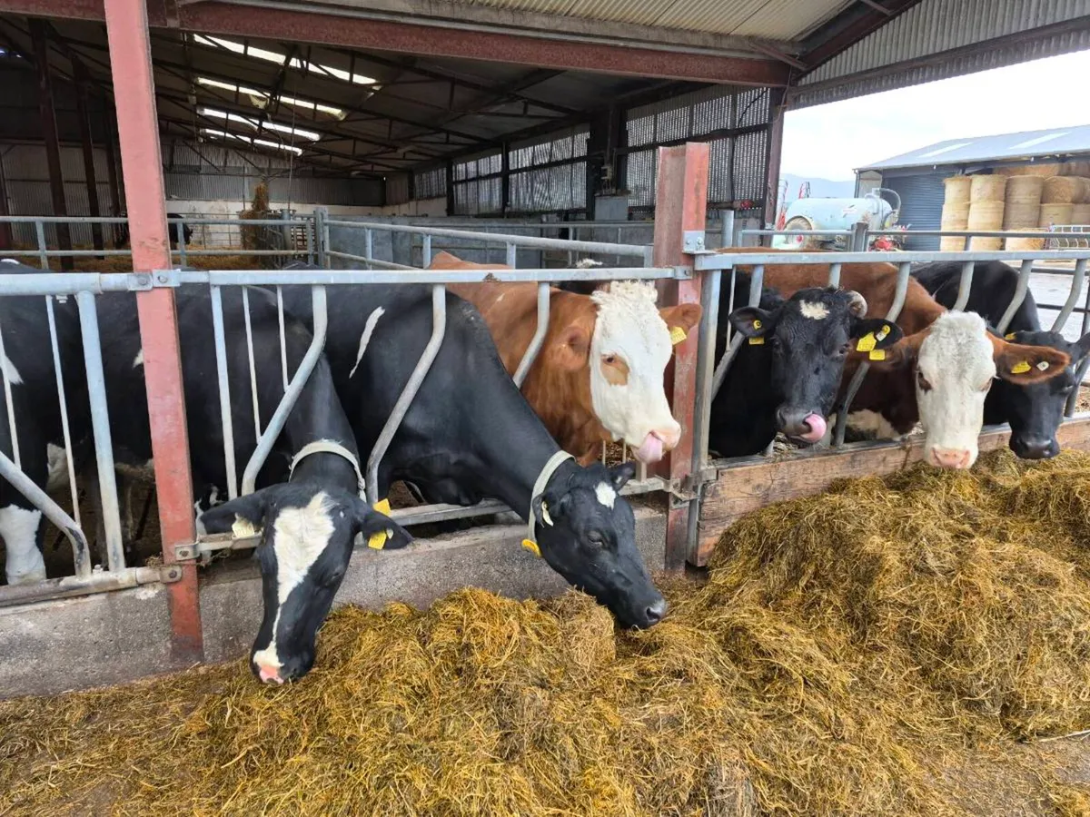 Incalf ciws - Image 1