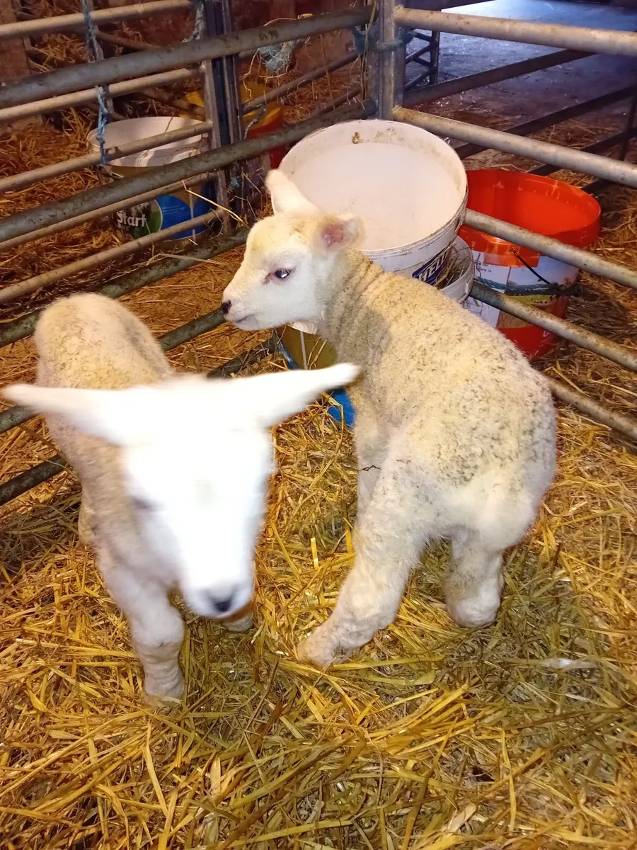 2 texel ewe lambs - Image 2
