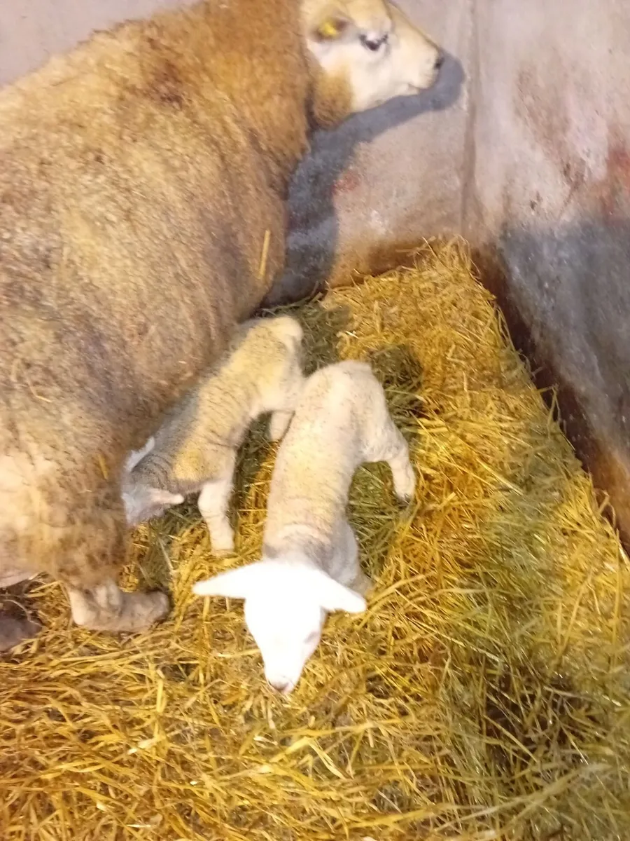 2 texel ewe lambs - Image 3