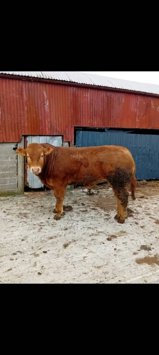 Pedigree limousin bull - Image 1