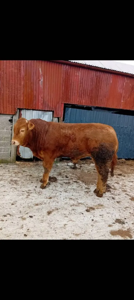 Pedigree limousin bull - Image 2