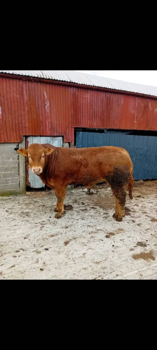 Pedigree limousin bull - Image 3