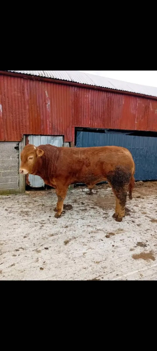 Pedigree limousin bull - Image 4