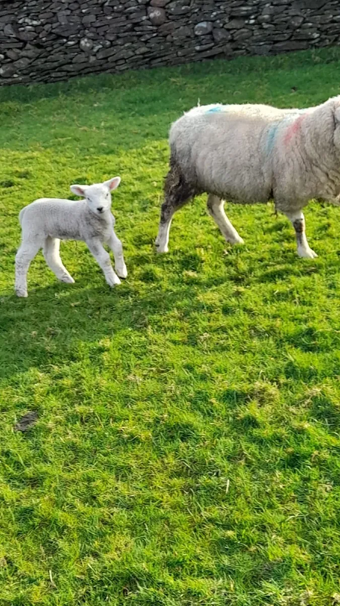 Texel cross ewes with lambs - Image 2