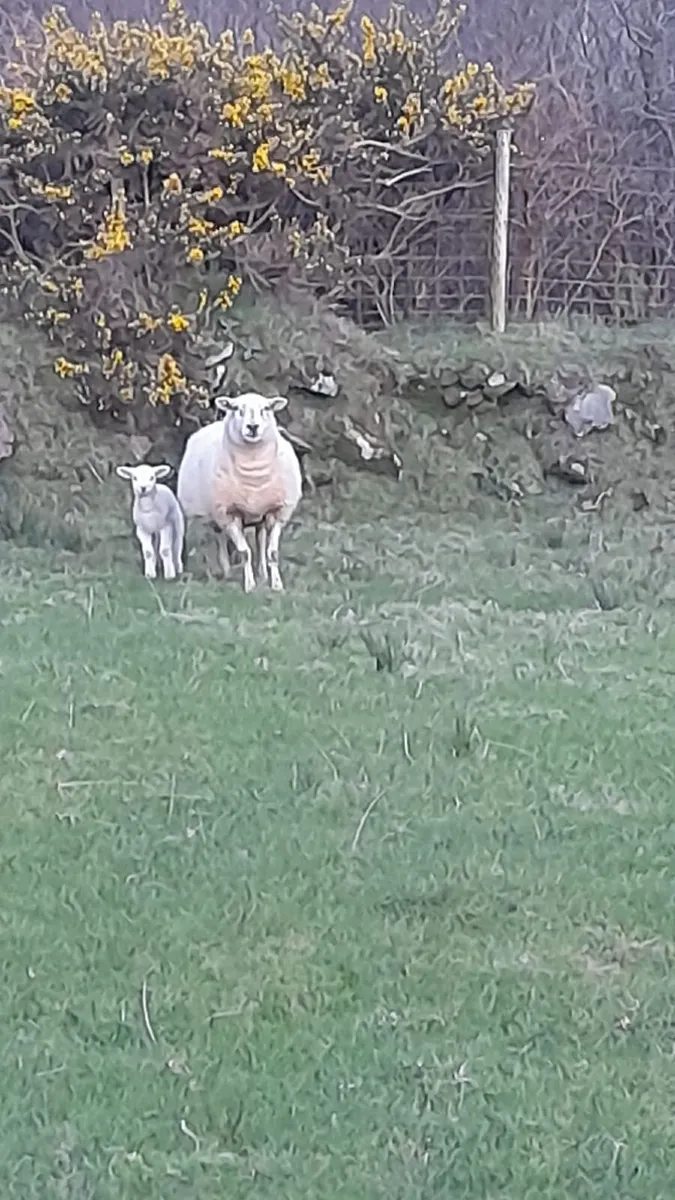 Texel cross ewes with lambs - Image 4