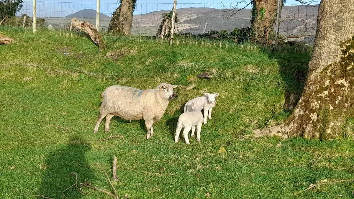 Texel cross ewes with lambs - Image 1