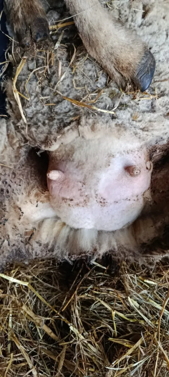 Foster ewe - Image 2