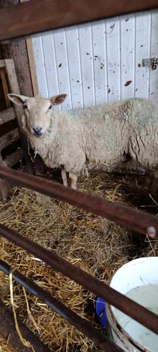 Foster ewe - Image 1