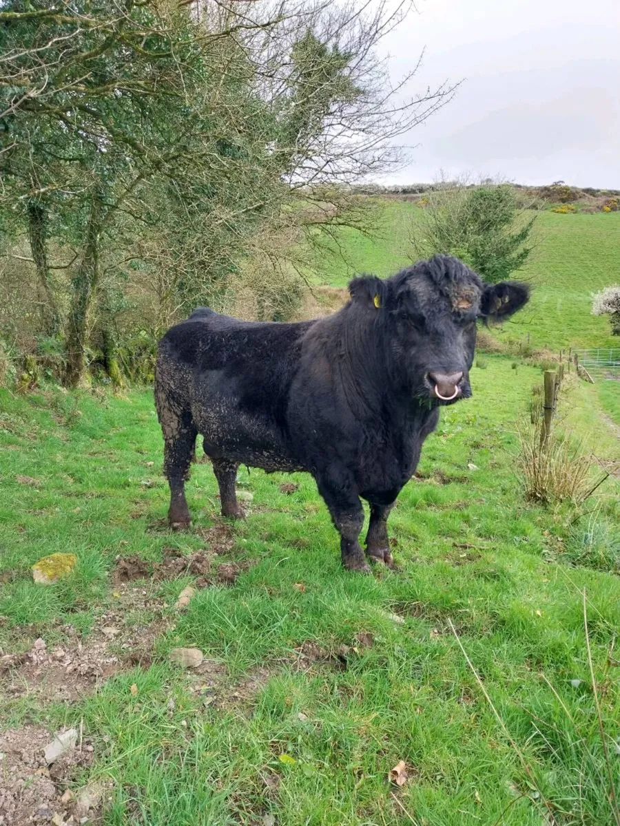 Agus bull - Image 2