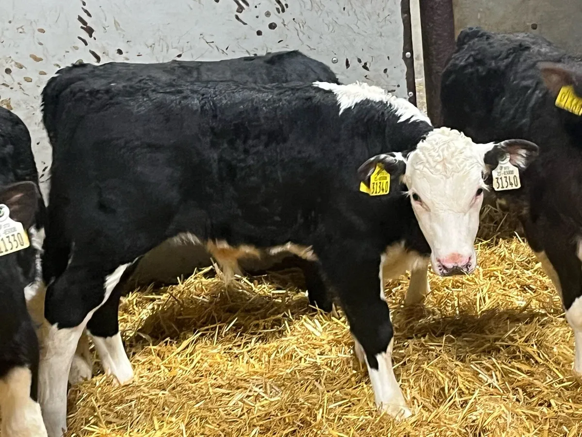 8 Super Reared AA HE Bull Calves - Image 1