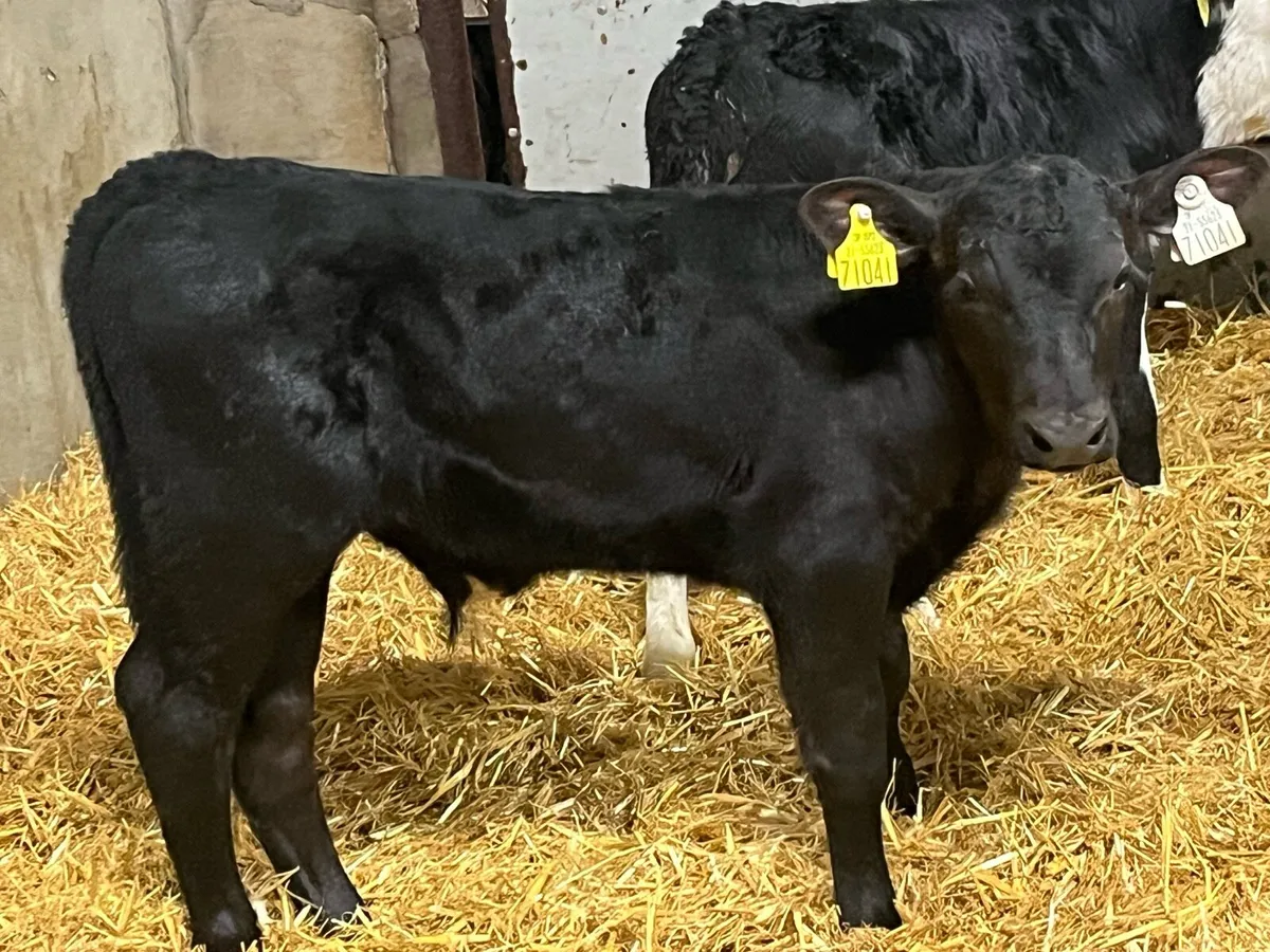 8 Super Reared AA HE Bull Calves - Image 3