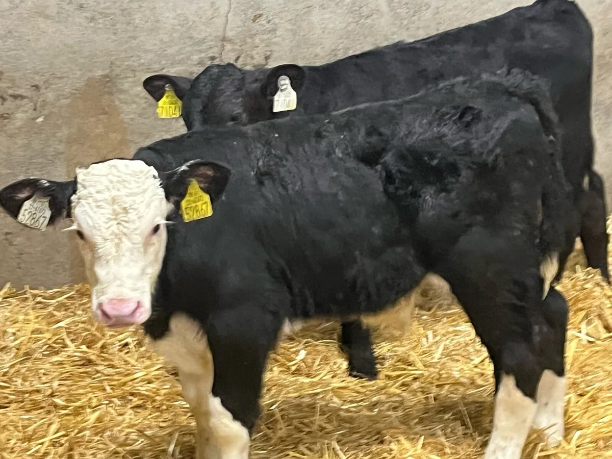 8 Super Reared AA HE Bull Calves - Image 4