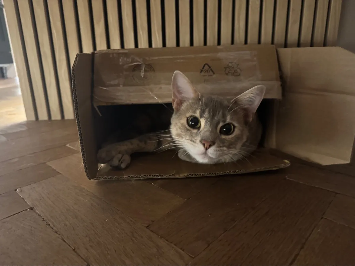 Young Bengal-cross female cat - Image 1