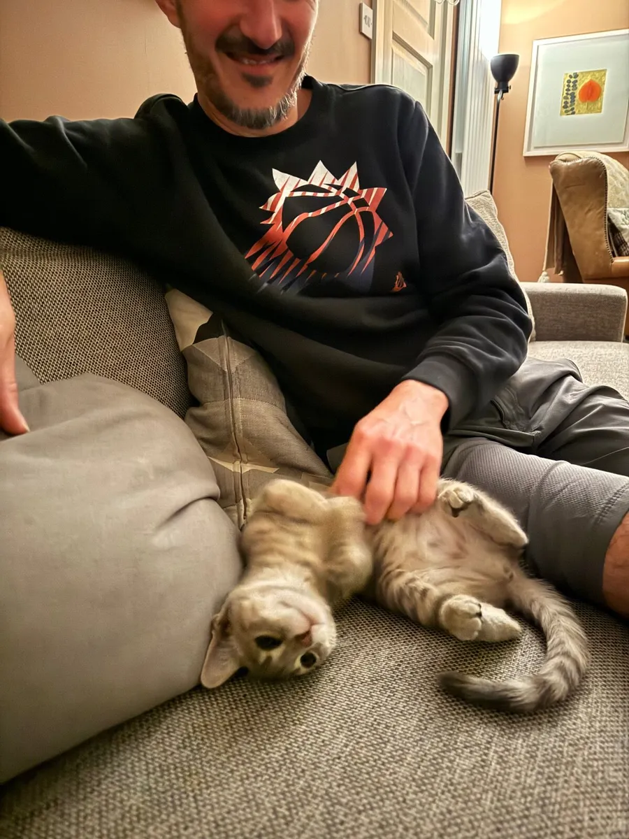 Young Bengal-cross female cat - Image 2