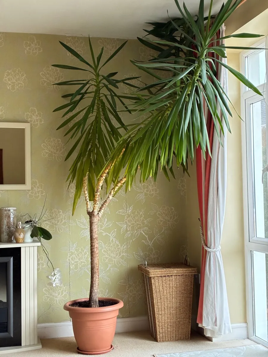Spineless Yucca Large Indoor Plant (3m tall)