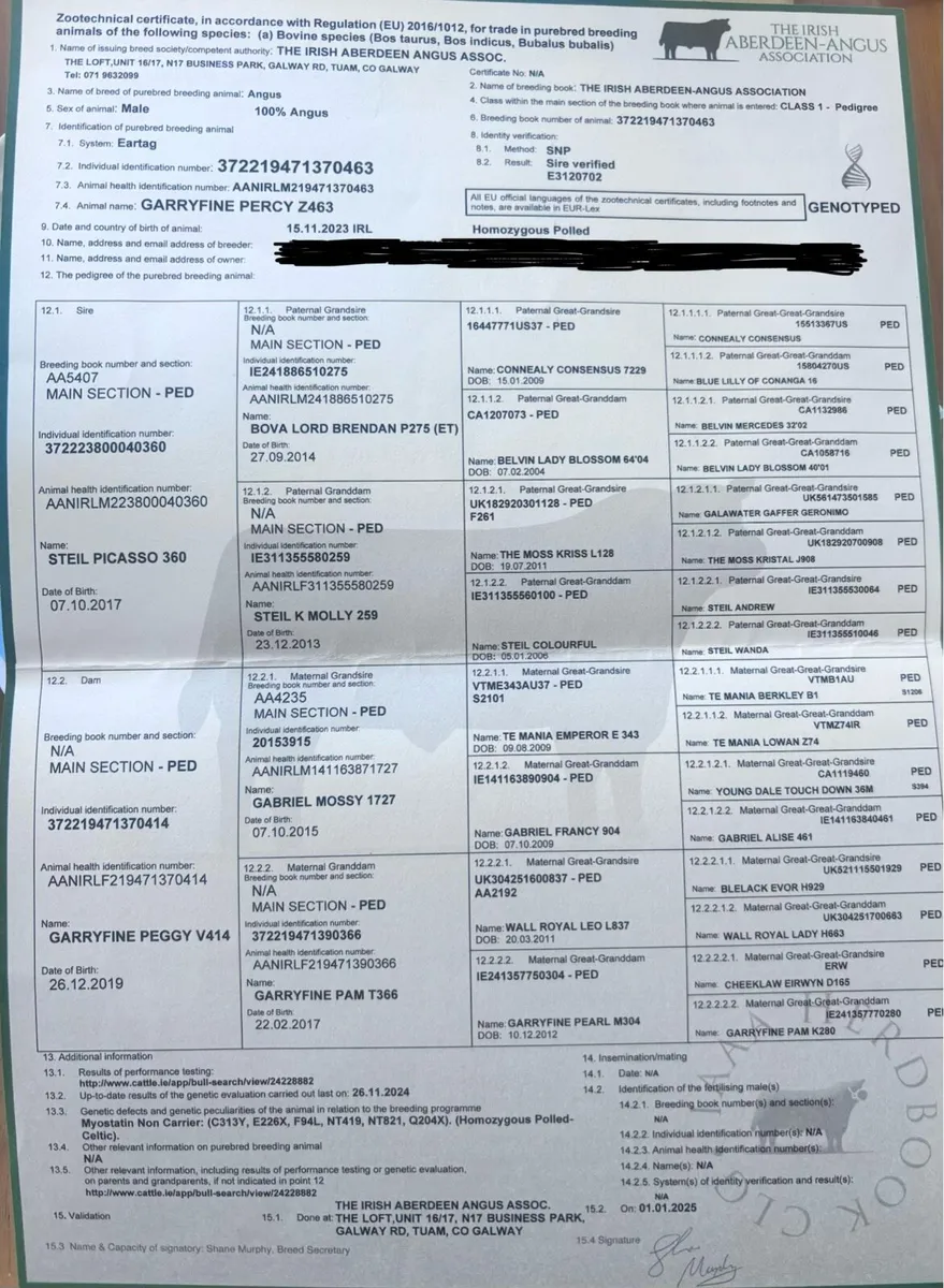 Aberdeen Angus bull - Image 4