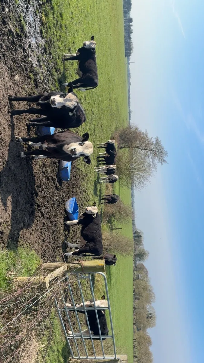 11 bulls for sale - Image 1