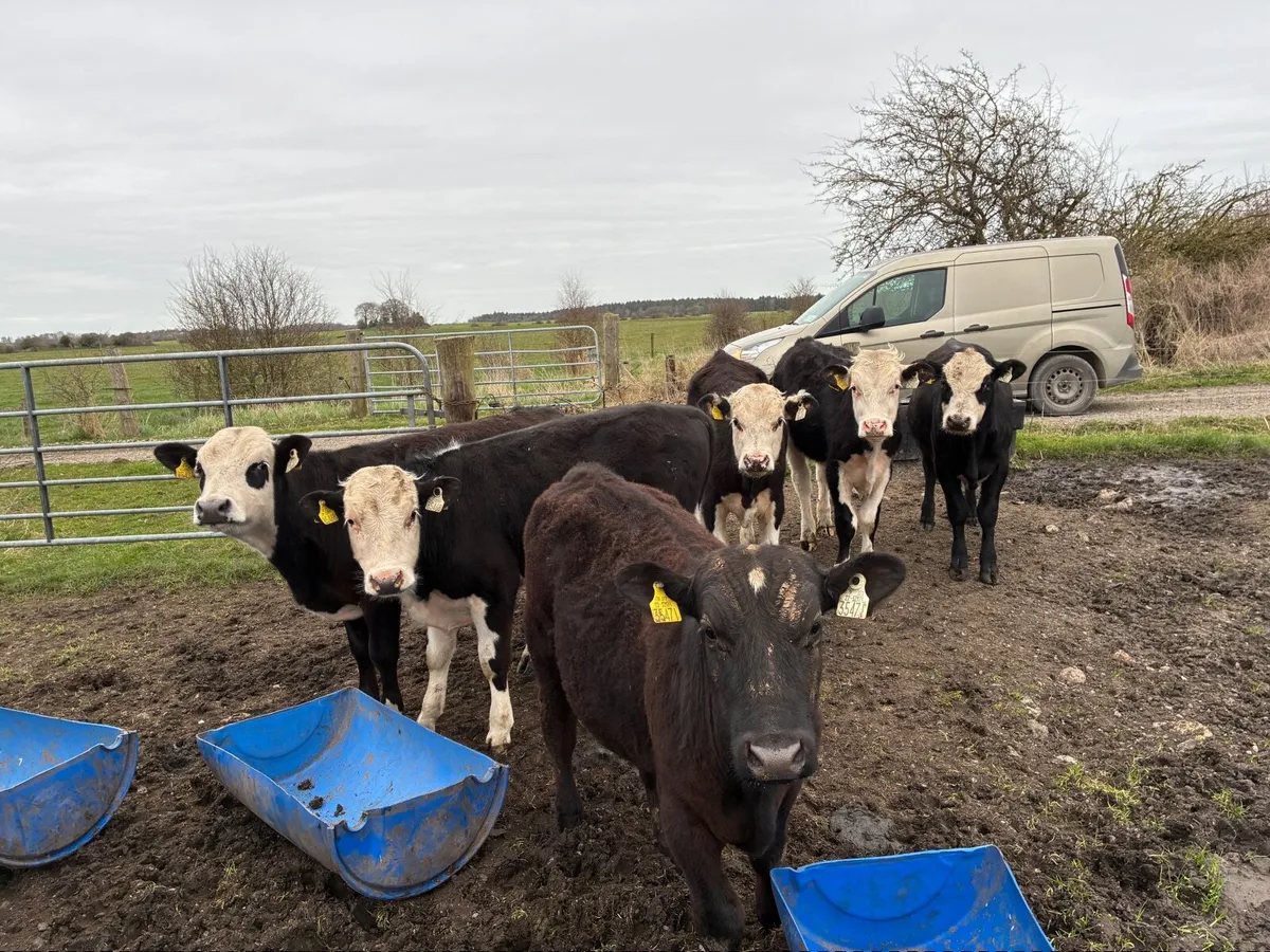 11 bulls for sale - Image 2