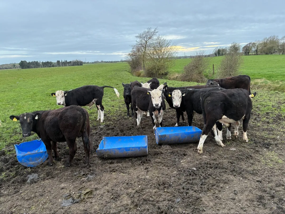 11 bulls for sale - Image 4