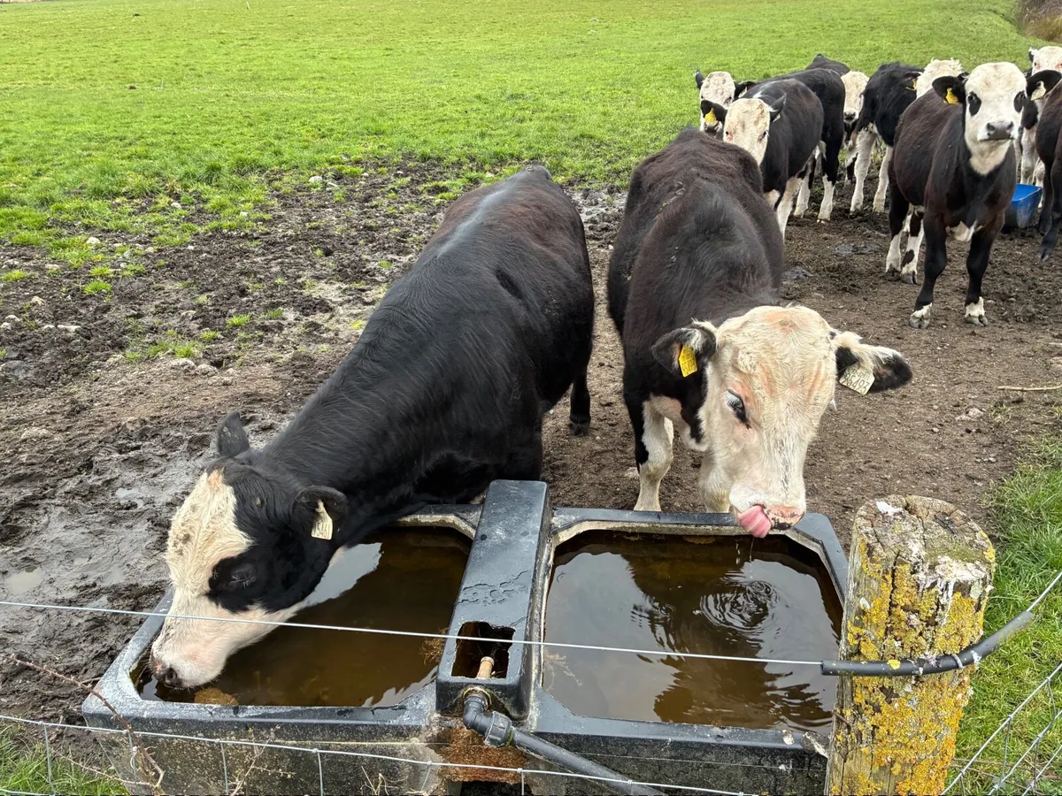 11 bulls for sale - Image 3