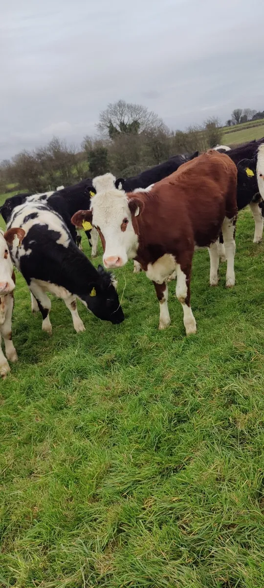 Store Heifers in Tullamore Mart - Thursday 26th - Image 1