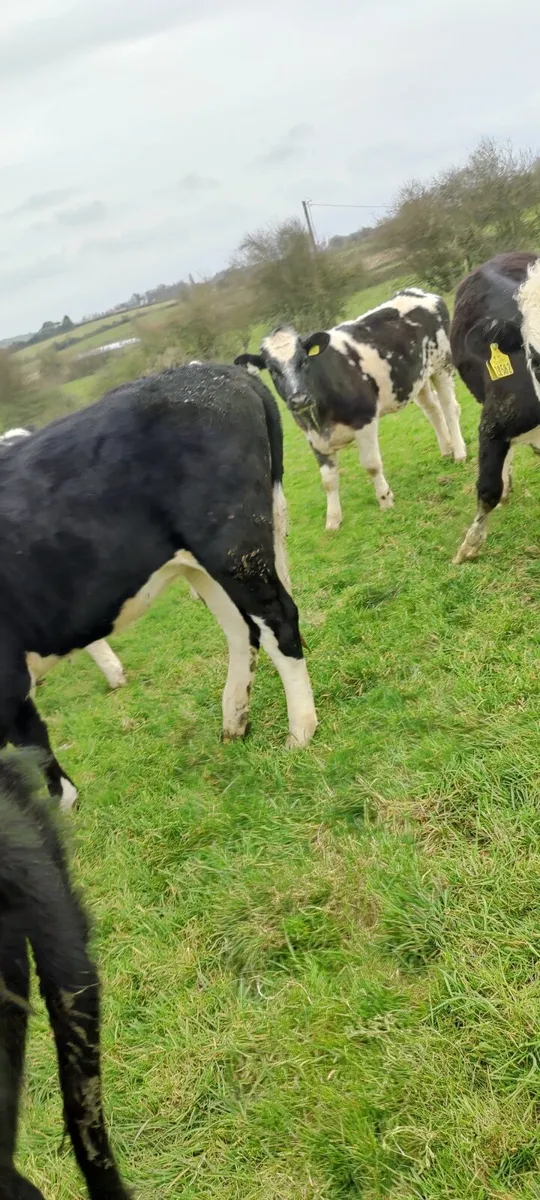 Store Heifers in Tullamore Mart - Thursday 26th - Image 2