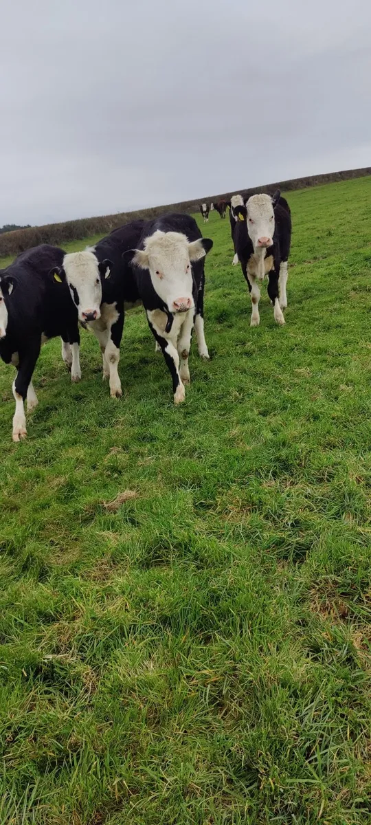 Store Heifers in Tullamore Mart - Thursday 26th - Image 4