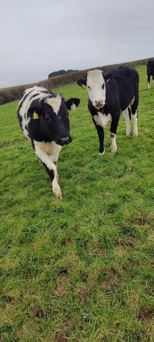 Store Heifers in Tullamore Mart - Thursday 26th - Image 3