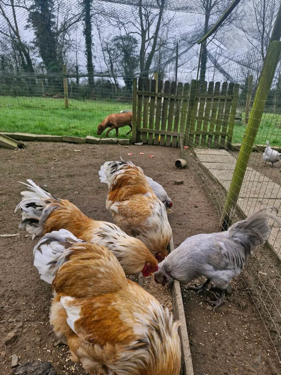 Brahma and Araucana - Image 4