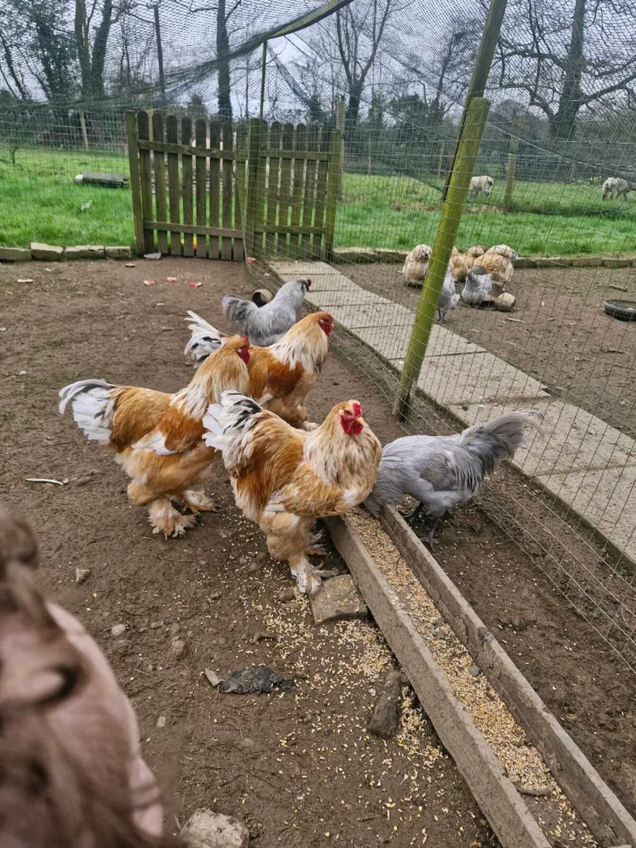 Brahma and Araucana - Image 1