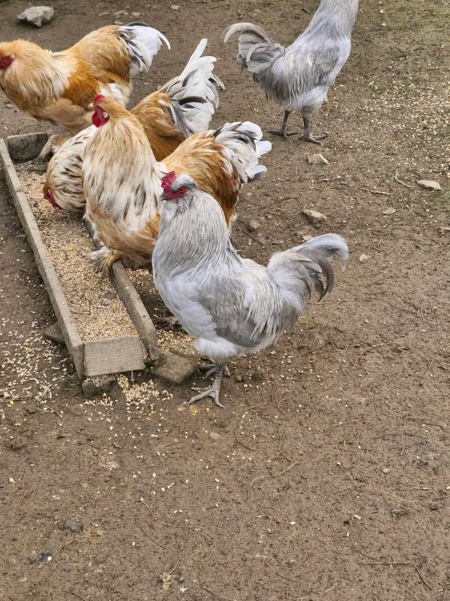 Brahma and Araucana - Image 2