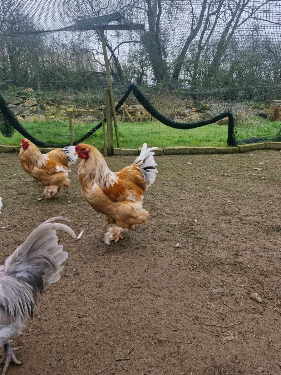 Brahma and Araucana - Image 3