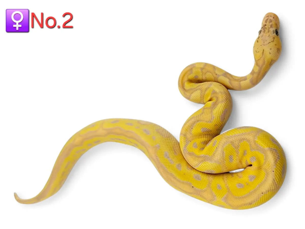 Royal/Ball Pythons All Female ♀️ - Image 2