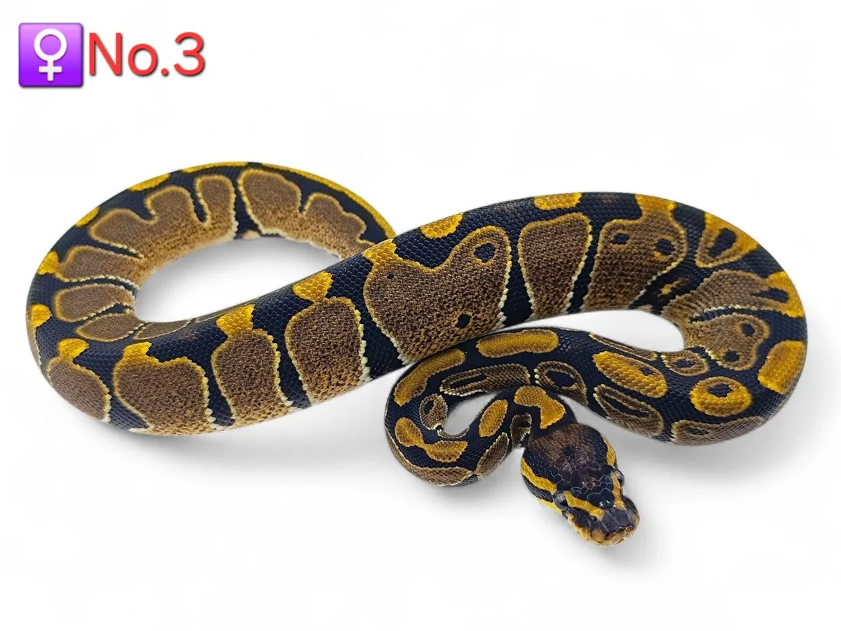 Royal/Ball Pythons All Female ♀️ - Image 3