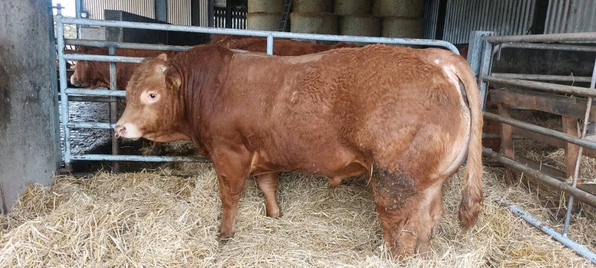 Pedigree Limousin Bulls for Sale - Image 1