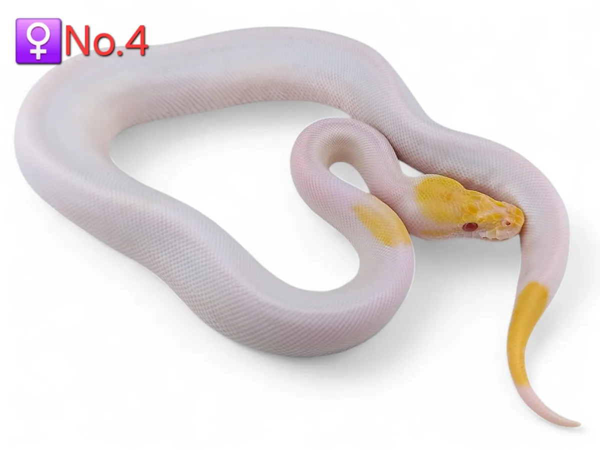 Royal/Ball Pythons All Female ♀️ - Image 4