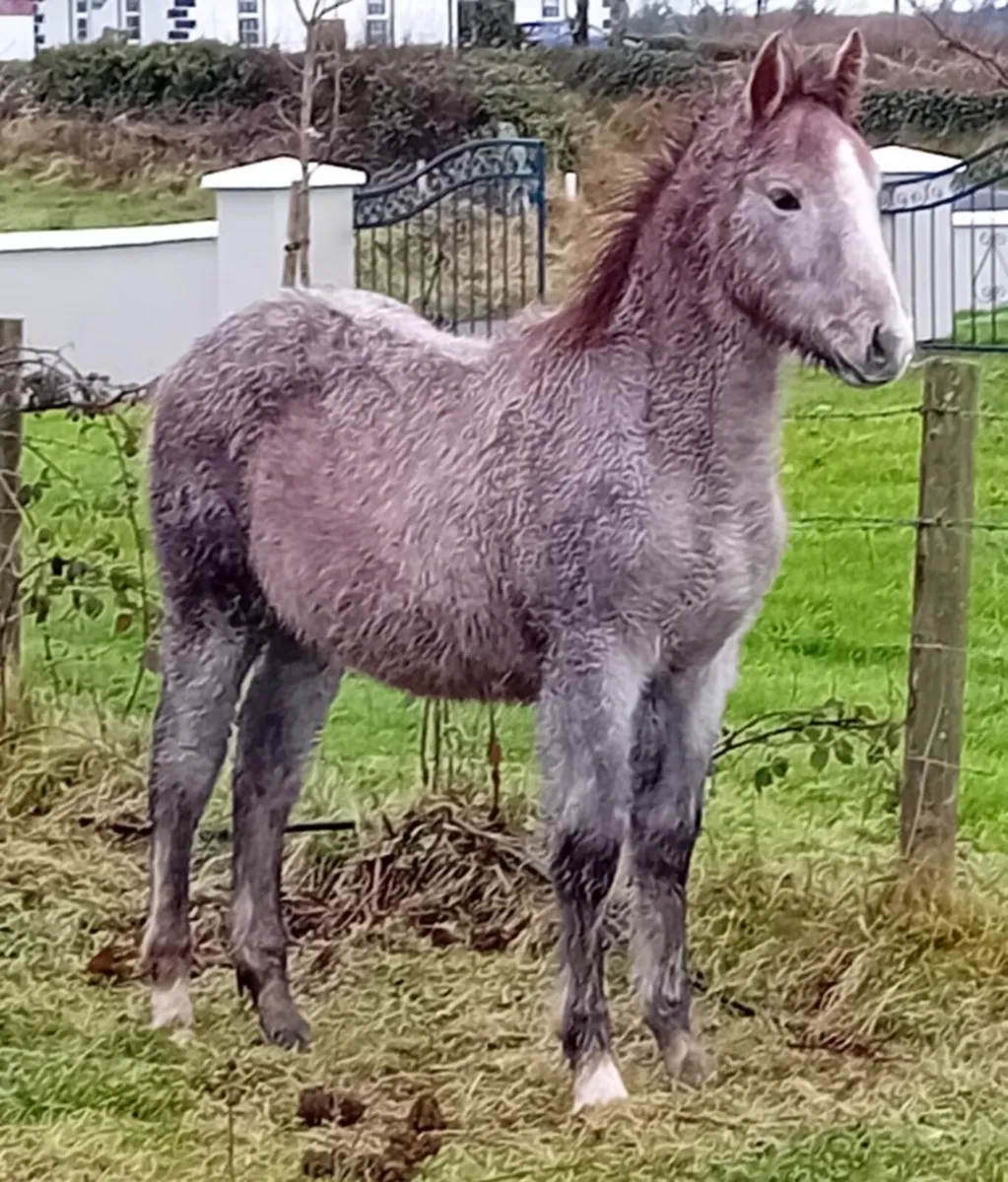 Irish Draught Filly