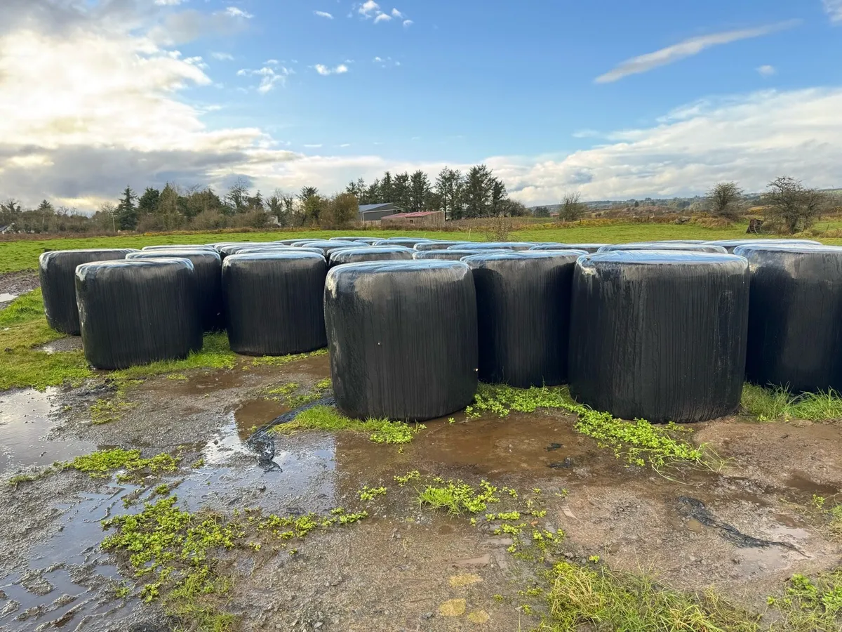 1st cut silage bales