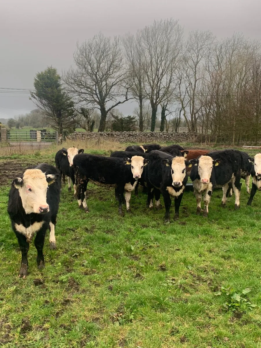 12 HEX and AAX Heifers for sale - Image 1
