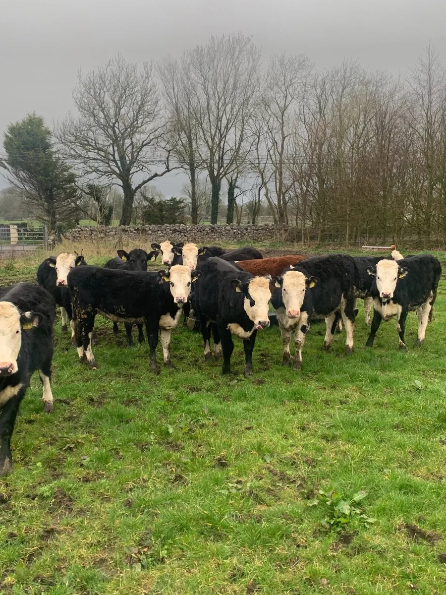 12 HEX and AAX Heifers for sale - Image 2