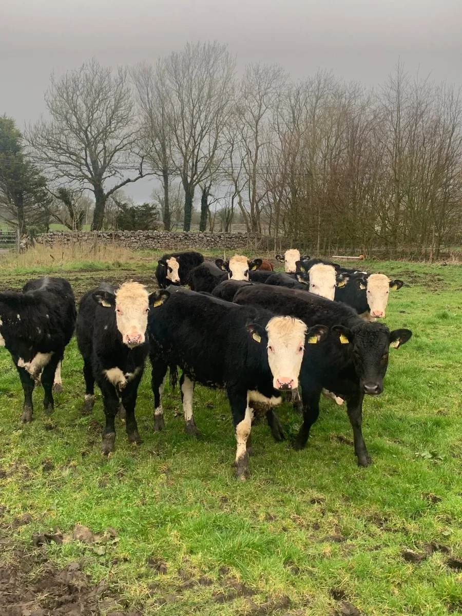 12 HEX and AAX Heifers for sale - Image 3