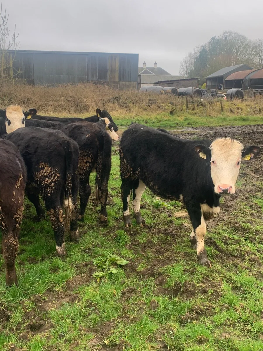 12 HEX and AAX Heifers for sale - Image 4