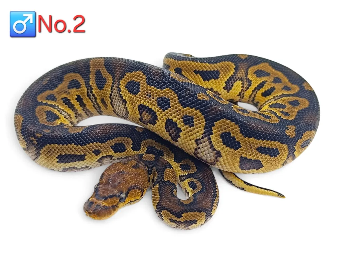 Royal/Ball Pythons All Male ♂️ - Image 2