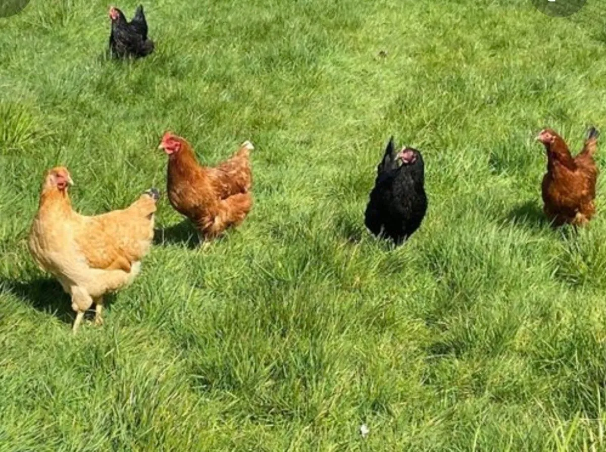 Laying hens - Image 4