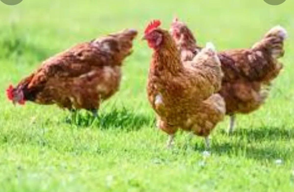 Laying hens - Image 1