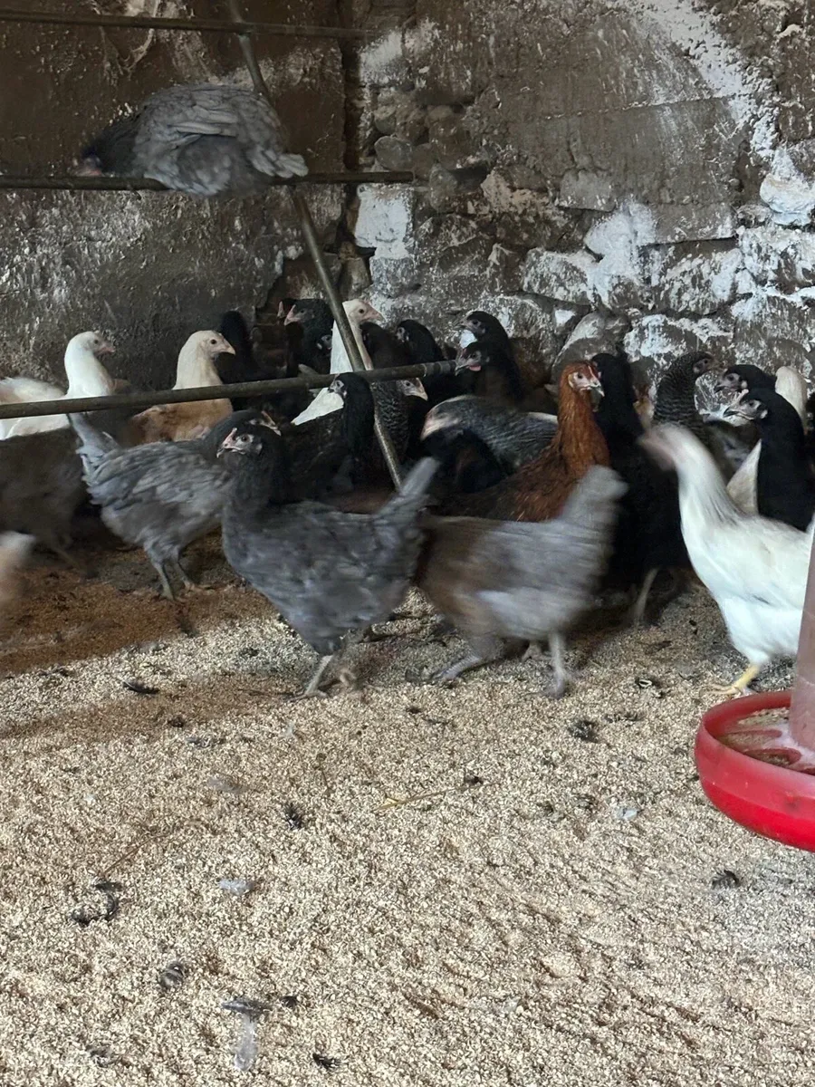 Laying hens - Image 2