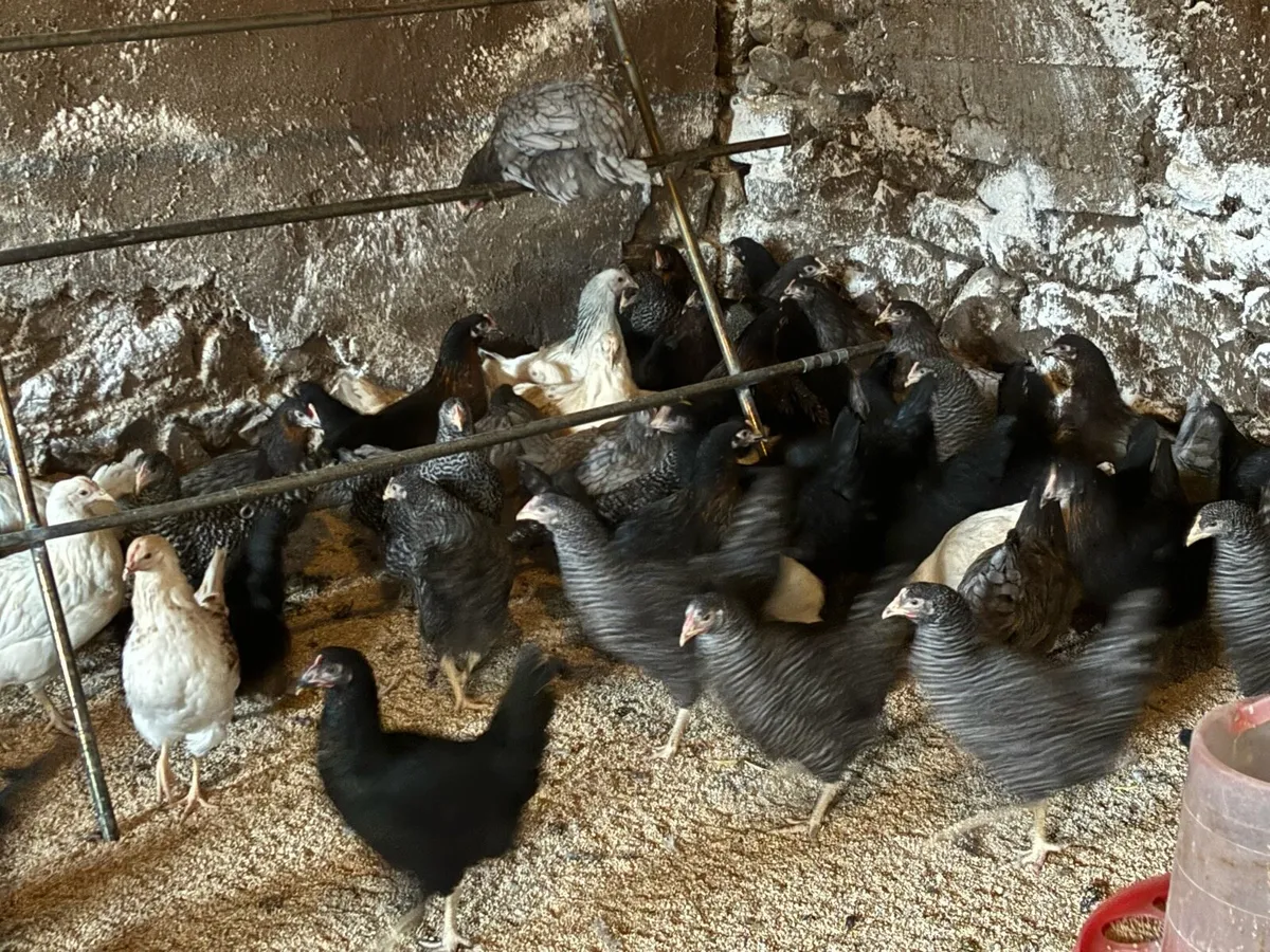 Laying hens - Image 3