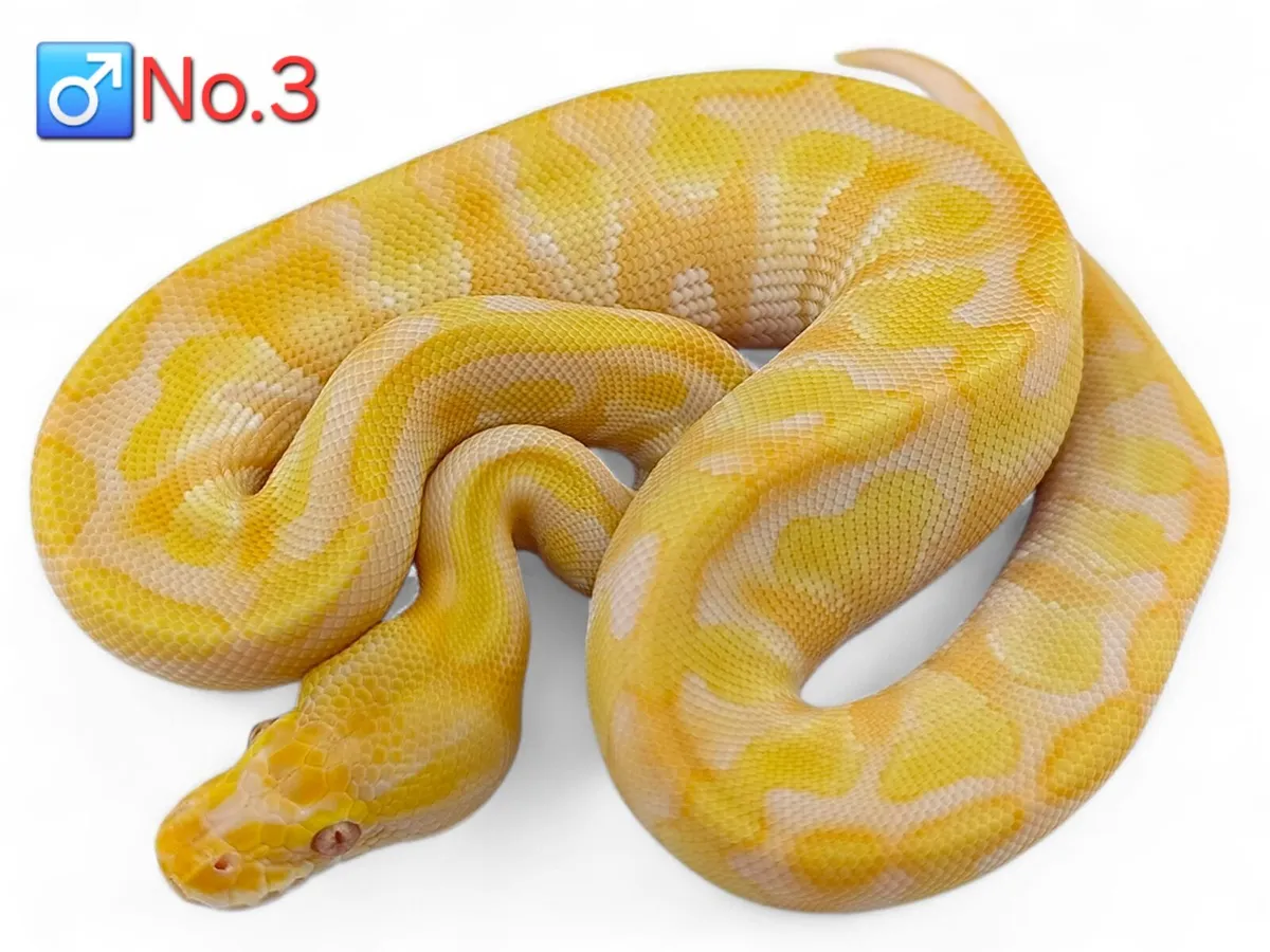 Royal/Ball Pythons All Male ♂️ - Image 3
