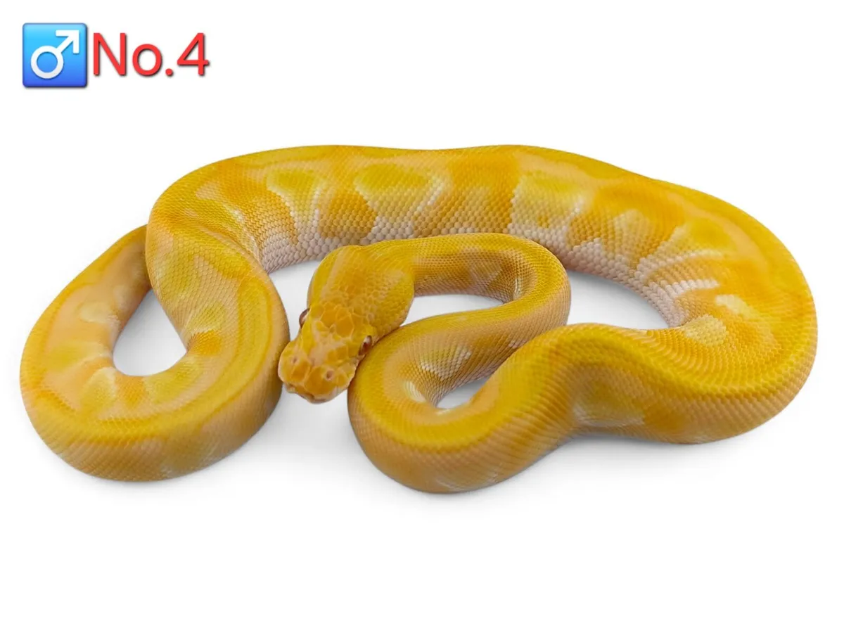 Royal/Ball Pythons All Male ♂️ - Image 4